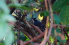 Granatellus venustus