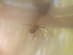 Parasteatoda lunata