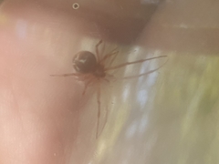 Parasteatoda lunata