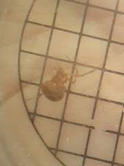 Parasteatoda lunata