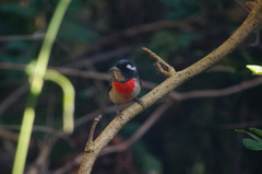 Granatellus venustus