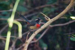 Granatellus venustus