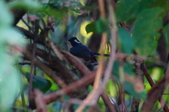 Granatellus venustus