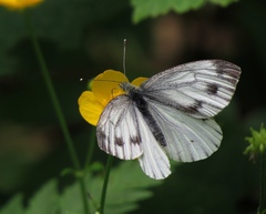 Pieris bryoniae