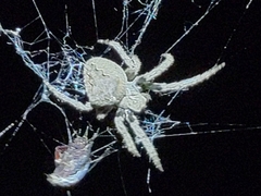 Araneus ventricosus