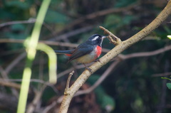 Granatellus venustus