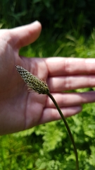Plantago lanceolata