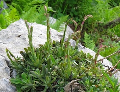 Saxifraga hostii