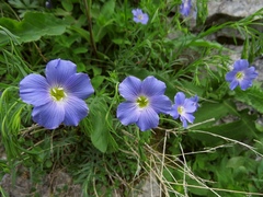 Linum julicum