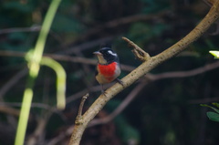 Granatellus venustus