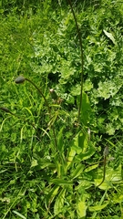 Plantago lanceolata