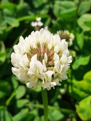 Trifolium repens