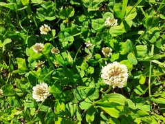 Trifolium repens
