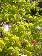 Acer pseudosieboldianum