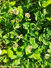 Trifolium repens
