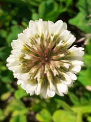 Trifolium repens
