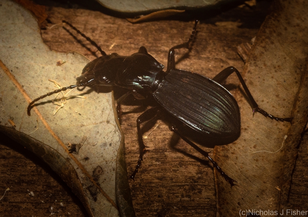 Trichosternus vigorsi