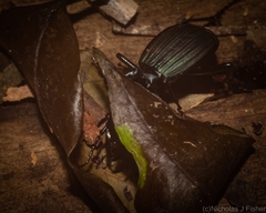 Trichosternus renardi