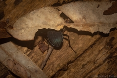 Trichosternus renardi