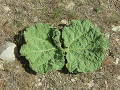 Rheum ribes