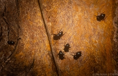 Hydissus feronioides