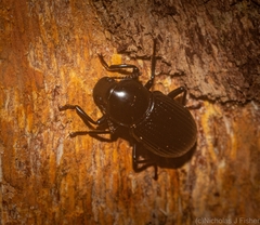 Hydissus feronioides