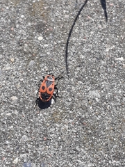 Pyrrhocoris apterus