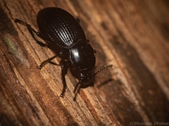 Hydissus feronioides