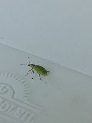 Polydrusus formosus