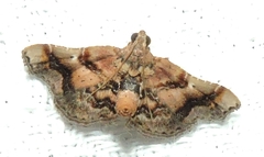 Scenedra decoratalis