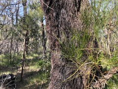 Allocasuarina inophloia