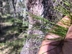Allocasuarina inophloia