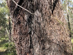 Allocasuarina inophloia