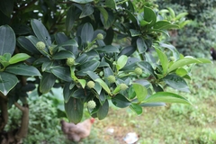 Cornus hongkongensis