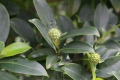 Cornus hongkongensis
