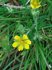Potentilla argentea