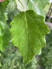 Populus