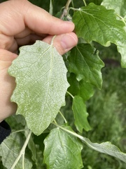 Populus