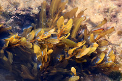 Sargassum elegans
