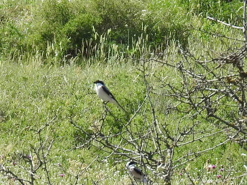 Alcaudón chico (Lanius minor)