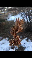 Syringa hyacinthiflora