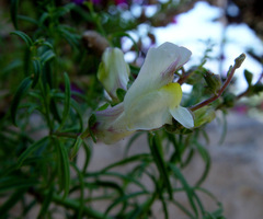 Antirrhinum siculum