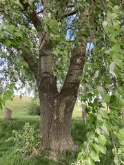Populus