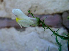 Antirrhinum siculum