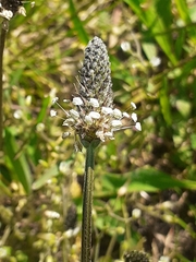 Plantago lanceolata