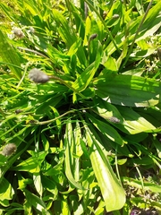 Plantago lanceolata