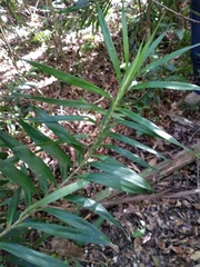 Freycinetia scandens