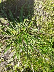 Plantago lanceolata