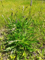 Plantago lanceolata