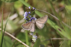 Eupithecia pygmaeata